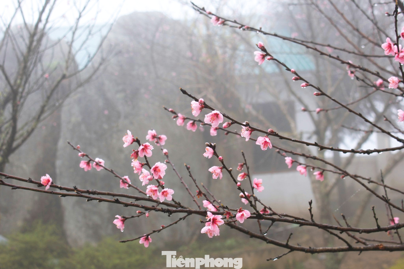 Nhờ vẻ đẹp đặc biệt không loài hoa nào có được, mà vài năm gần đây đào Tây Bắc được chuyển từ Sơn La về bày bán tại Hà Nội và đều có tem xác nhận nguồn gốc xuất xứ, phân biệt với các loại đào khác.