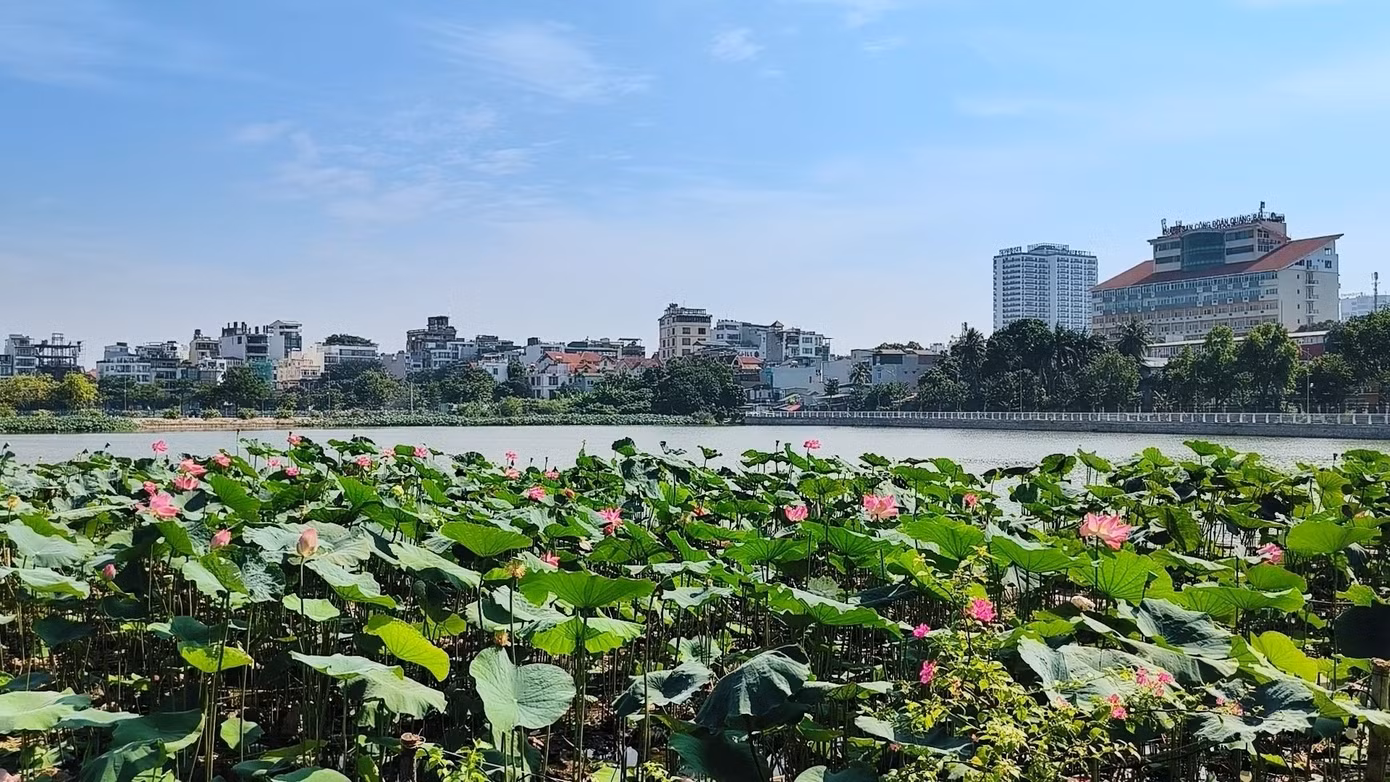 UBND phường Quảng An (quận Tây Hồ, TP Hà Nội) đang lựa chọn tổ chức đấu giá cho thuê hơn 35.000m2 đất để trồng sen, giá khởi điểm chỉ 8.820 đồng/m2/năm. Ảnh minh họa.
