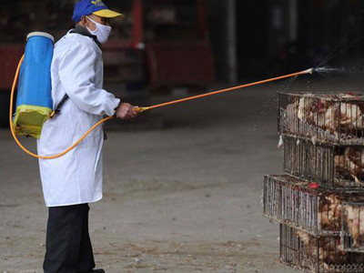 Phun thuốc phòng dịch cúm gia cầm ở Trung Quốc