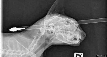 Mặc dù bị bắn xuyên qua đầu nhưng may mắn không ảnh hưởng đến tính mạng