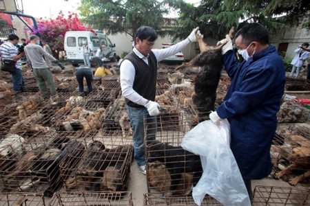 Tuy nhiên không ít con đã không thể sống do thời tiết nóng nực và thiếu nước trên xe
