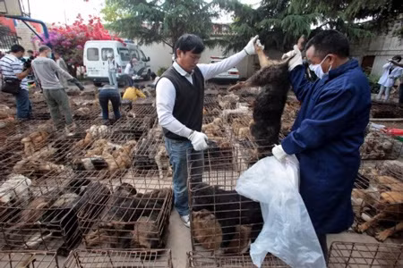 Tuy nhiên không ít con đã không thể sống do thời tiết nóng nực và thiếu nước trên xe