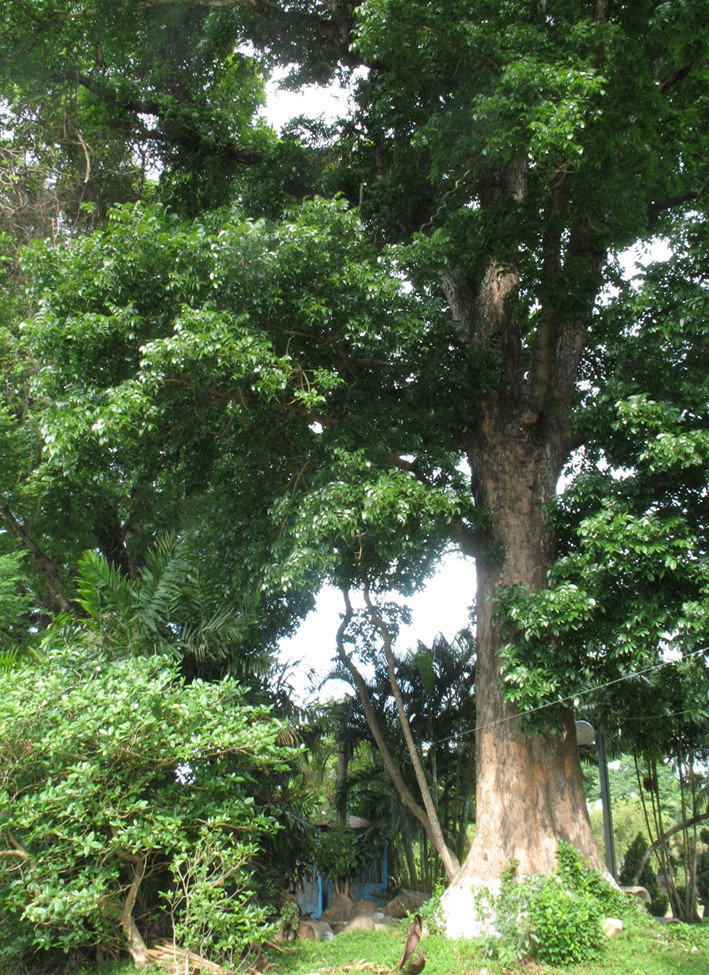 Cây nhạc ngựa ở công viên Thương Bạc. Ảnh: thanh tùng