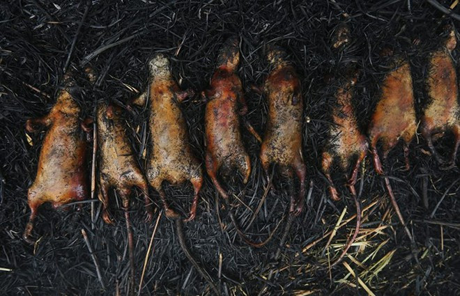 Khi chuột đã chín vàng