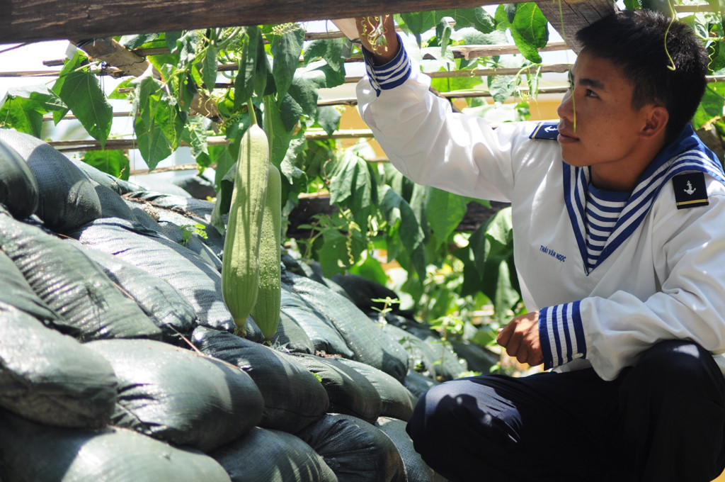 Giàn rau xanh tốt trên lô cốt công sự. Mầm xanh cuộc sống vẫn nảy mầm và vươn lên bất chấp cuộc sống còn nhiều gian khổ