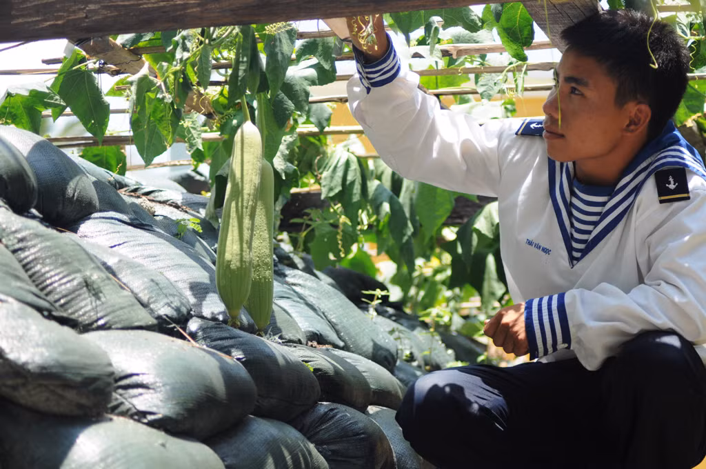 Giàn rau xanh tốt trên lô cốt công sự. Mầm xanh cuộc sống vẫn nảy mầm và vươn lên bất chấp cuộc sống còn nhiều gian khổ