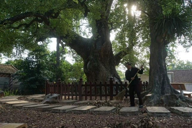 Cây dã hương cổ là một giá trị nổi bật, đặc sắc ở Cụm di tích Tiên Lục