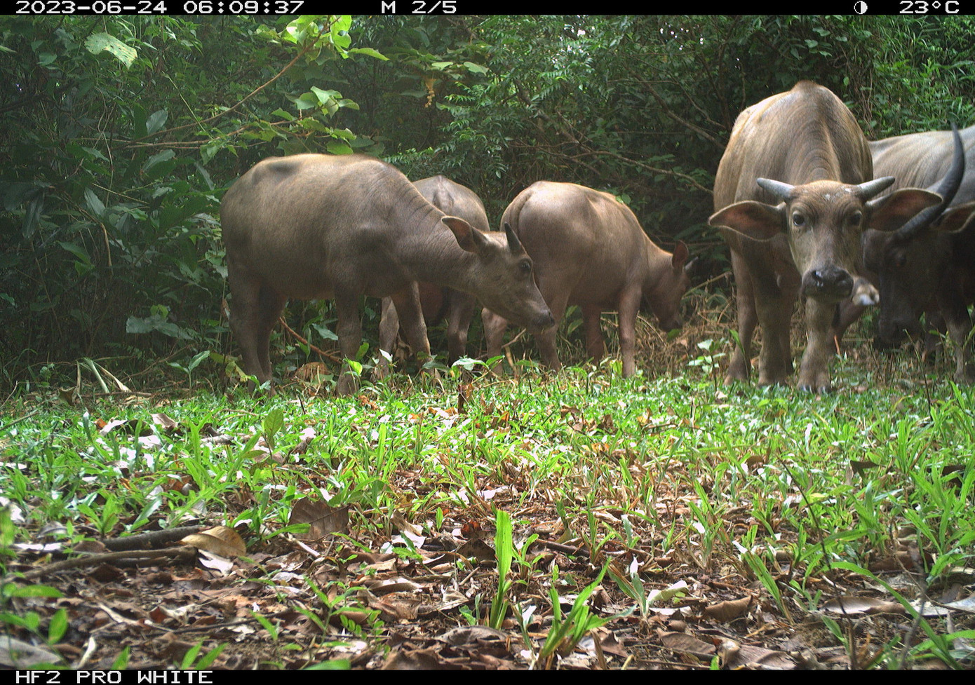 Hình ảnh đàn trâu được ghi lại qua bẫy ảnh