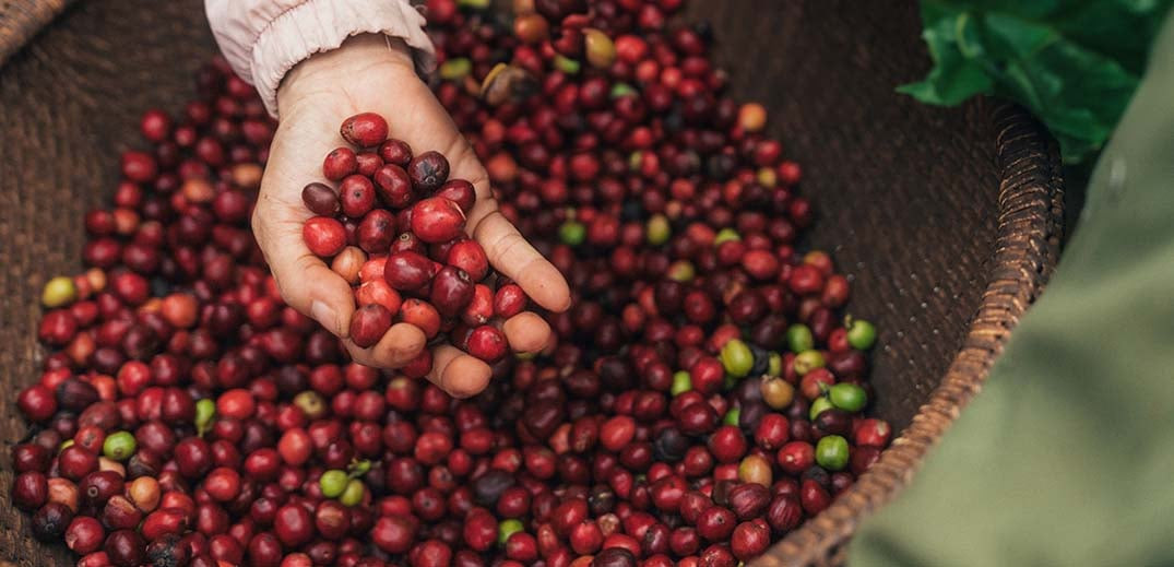 Chương trình NESCAFÉ Plan 2030 tiếp tục thúc đẩy nông nghiệp tái sinh và giảm phát thải khí nhà kính Chương trình NESCAFÉ Plan 2030 tiếp tục thúc đẩy nông nghiệp tái sinh và giảm phát thải khí nhà kính