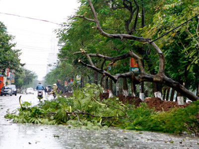 Cây đổ ven đường Lê Hồng Phong - Nam Định