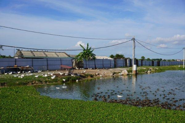 Nhiều nơi thành chỗ chăn nuôi gia cầm