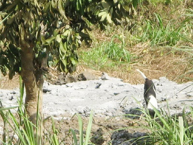 Một con chó đang đào bới hố chôn bò - Ảnh: Đức Thịnh