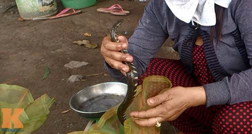 Một con rắn trun được người bán giới thiệu là đang chửa và có nhiều trứng. Rắn các loại có giá bán là 140.000 đồng/kg