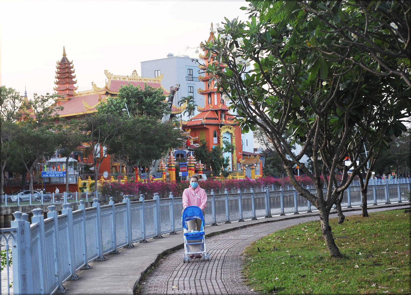 Hoa sứ không chỉ đẹp mà còn là một vị thuốc quý có vị ngọt, tác dụng thanh nhiệt, lợi tiểu, tiêu đờm, trừ ho, bổ phổi, trừ thấp, có tác dụng hạ huyết áp. Dịp Tết đến xuân về, hoa sứ tô điểm cho thành phố và hết mùa xuân, có thể thu hoa làm thuốc Nam.