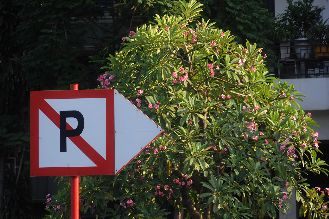 Hoa sứ (còn gọi là hoa đại) thường được trồng làm cây cảnh bán trong dịp Tết vì màu sắc của hoa tươi tắn rất giống với màu hoa đào với ý nghĩa đem lại sự may mắn.