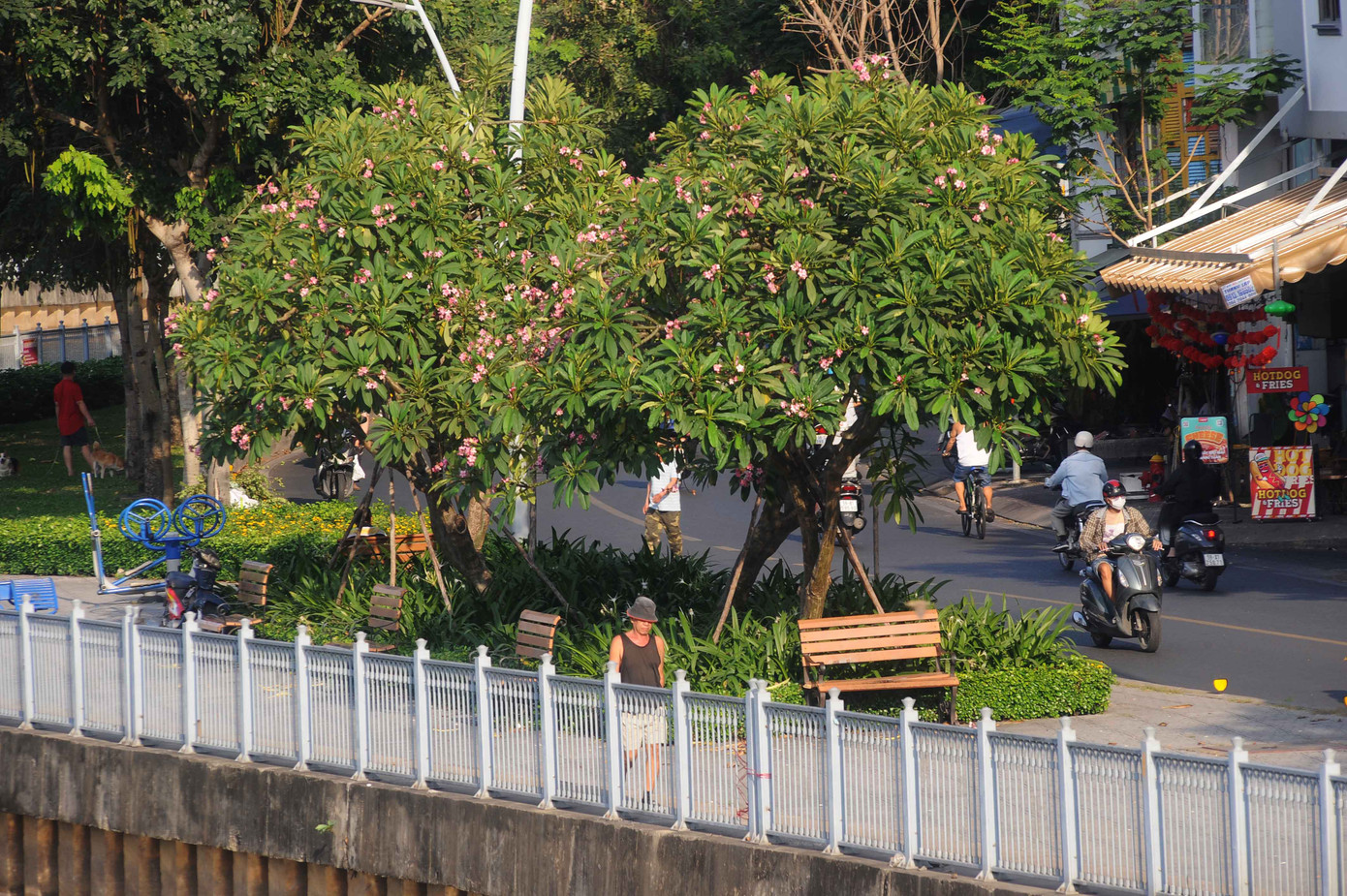 Năm nay khí hậu thuận hòa, những cây sứ nở hoa tự nhiên đúng vào dịp Tết Nguyên Đán.