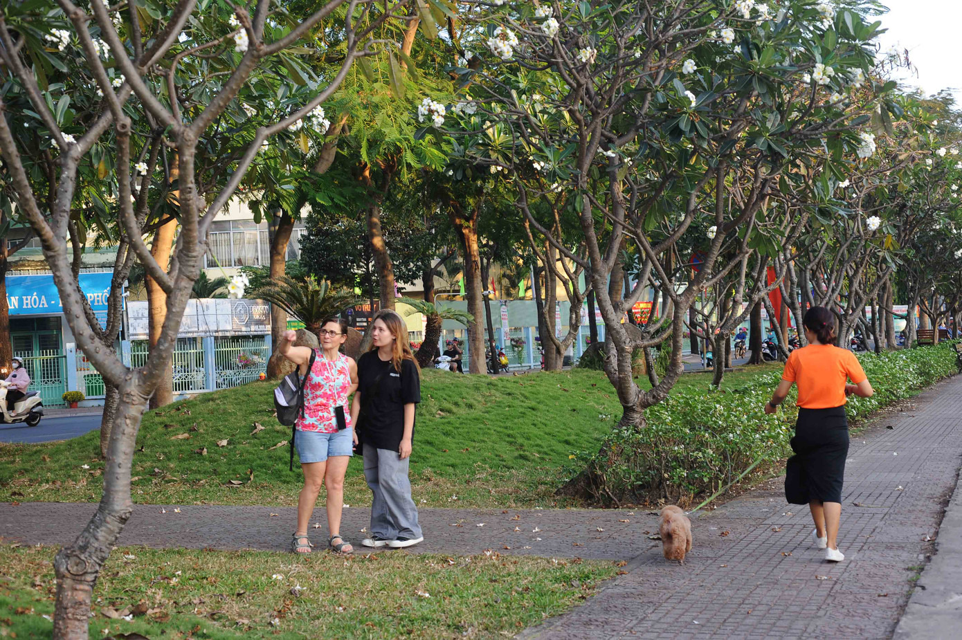 Du khách nước ngoài dừng lại ngắm hoa.