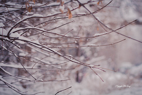 Tuyết trắng nước Nga qua ống kính du học sinh Việt ảnh 5