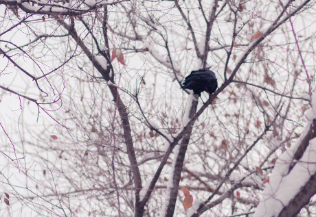 Tuyết trắng nước Nga qua ống kính du học sinh Việt ảnh 3