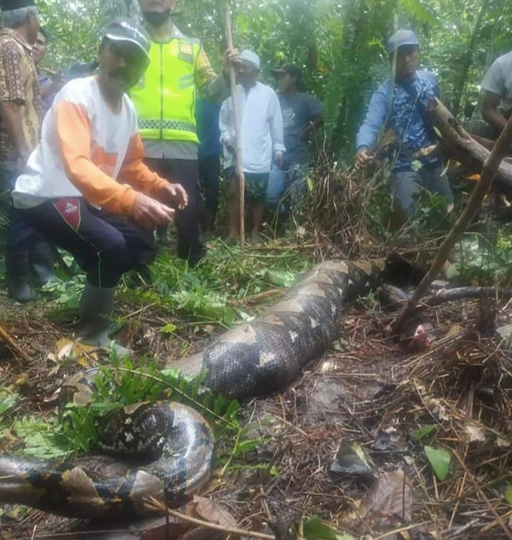 Con trăn khổng lồ đã nuốt người phụ nữ Con trăn khổng lồ đã nuốt người phụ nữ