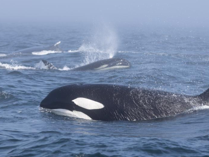 Đàn cá voi trong cuộc chạm trán Đàn cá voi trong cuộc chạm trán