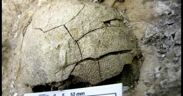 Hóa thạch trứng được cho là vẫn ở trong bụng khi khủng long mẹ chết