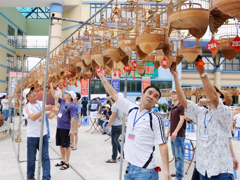 Qua các vòng thi, ban giám khảo sẽ loại dần từng chú chim không đạt yêu cầu