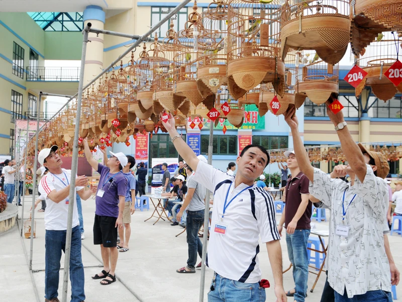 Qua các vòng thi, ban giám khảo sẽ loại dần từng chú chim không đạt yêu cầu