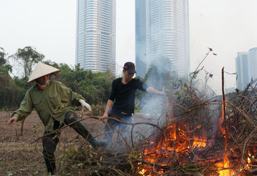  Một vườn ổi trồng “chờ” dự án đang được đốt bỏ để trồng rau