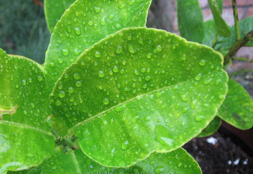 Lá chanh chống lại vi trùng gây bệnh xoang hiệu quả. Lá chanh chống lại vi trùng gây bệnh xoang hiệu quả