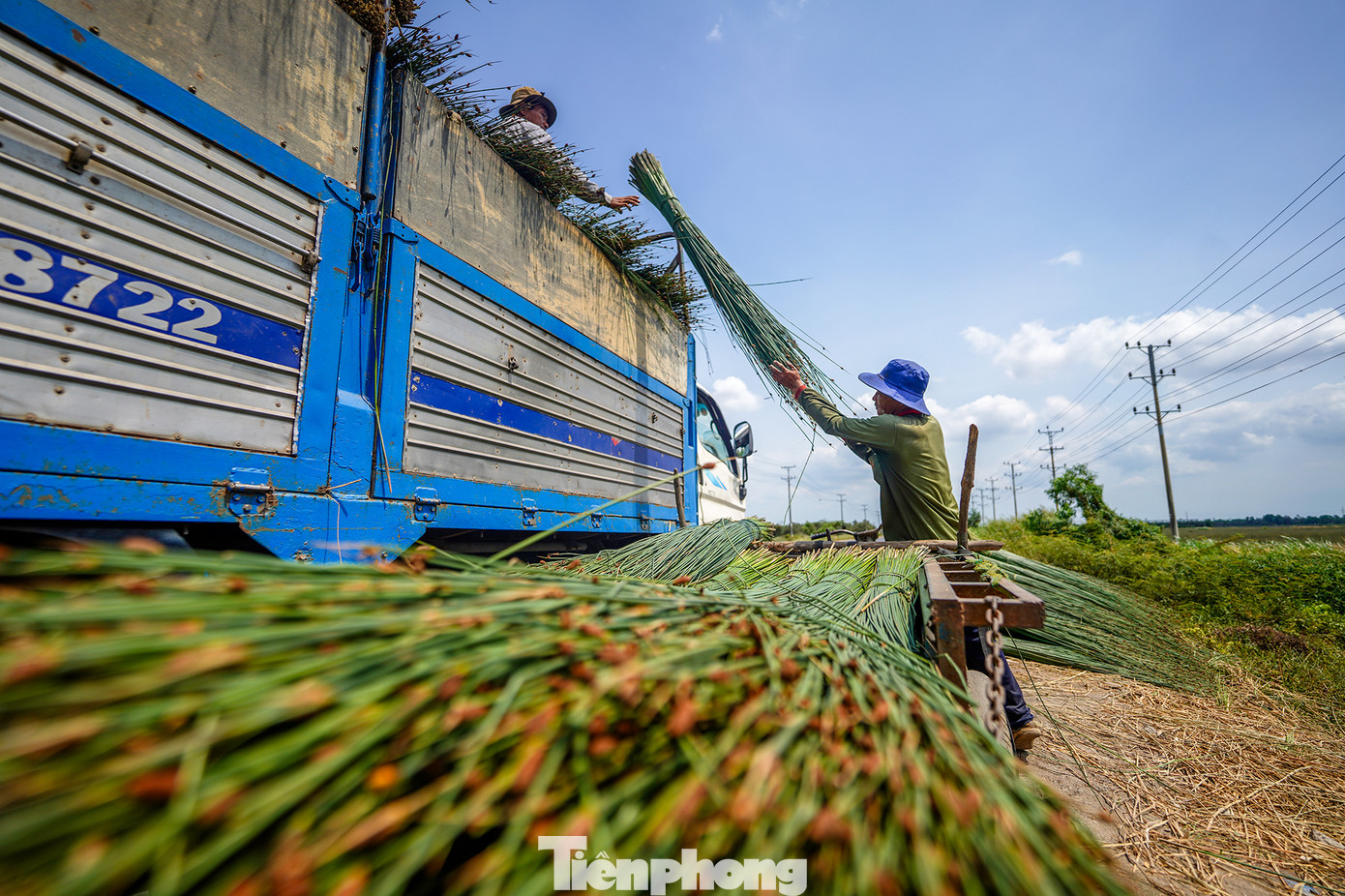 Với giá thương lái thu mua tận nơi như hiện nay, sau khi trừ các chi phí, hàng năm người dân trồng cỏ bàng ở xã Mỹ Hạnh Bắc thu lãi trên 100 triệu đồng/ha.