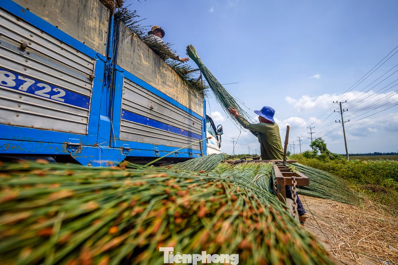 Với giá thương lái thu mua tận nơi như hiện nay, sau khi trừ các chi phí, hàng năm người dân trồng cỏ bàng ở xã Mỹ Hạnh Bắc thu lãi trên 100 triệu đồng/ha.