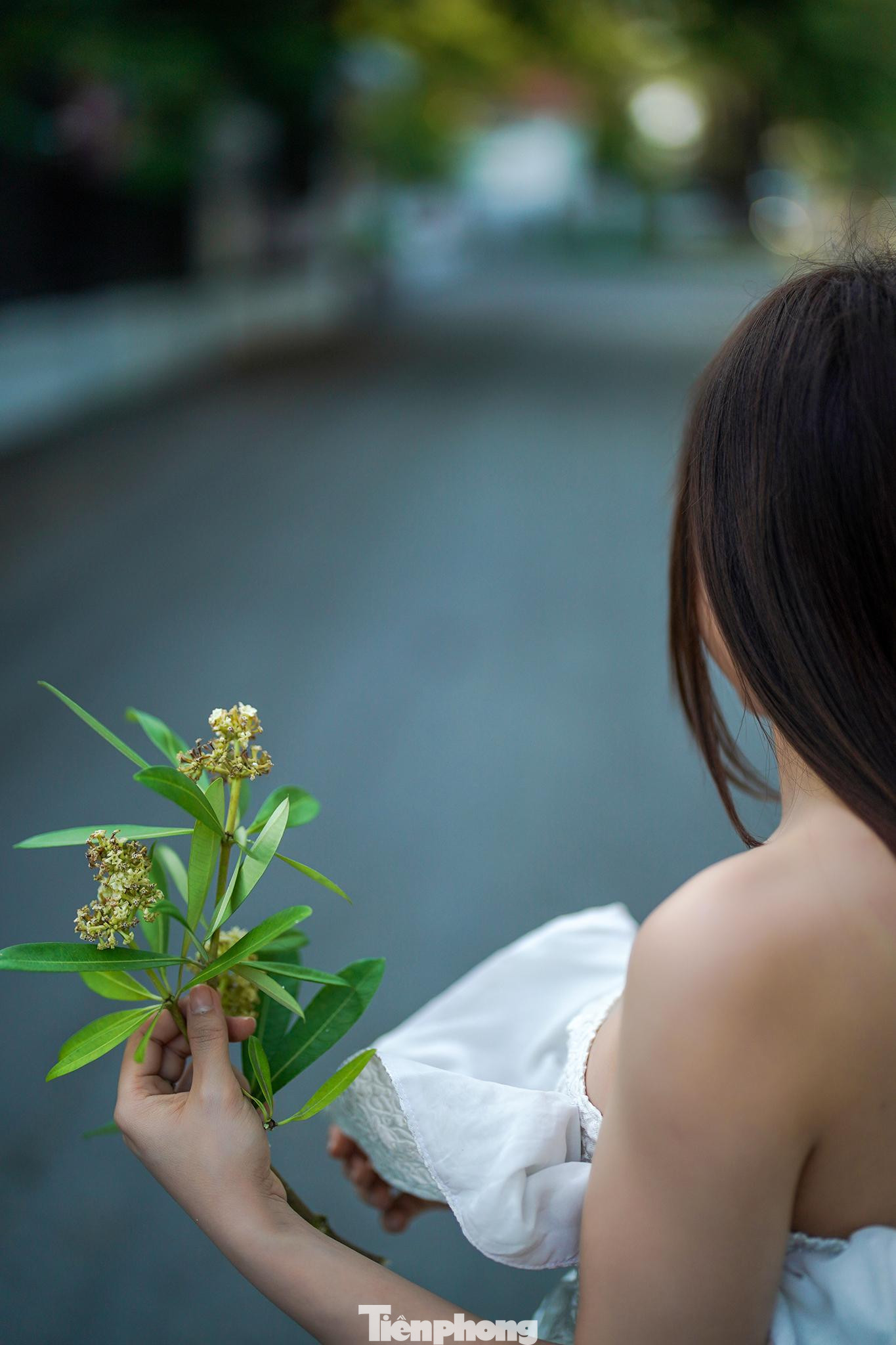 Một cô gái trẻ sống ở Phú Mỹ Hưng (Quận 7) tranh thủ ra chụp ảnh với những bông hoa sữa còn sót lại vào những ngày đầu tháng 11. &quot;Em định ra đây chụp ảnh hoa sữa mấy hôm trước nhưng bận quá. Hôm nay, em tranh thủ chạy ra chỗ này chụp thì hoa rụng gần hết, tiếc ghê&quot;, cô gái chia sẻ.