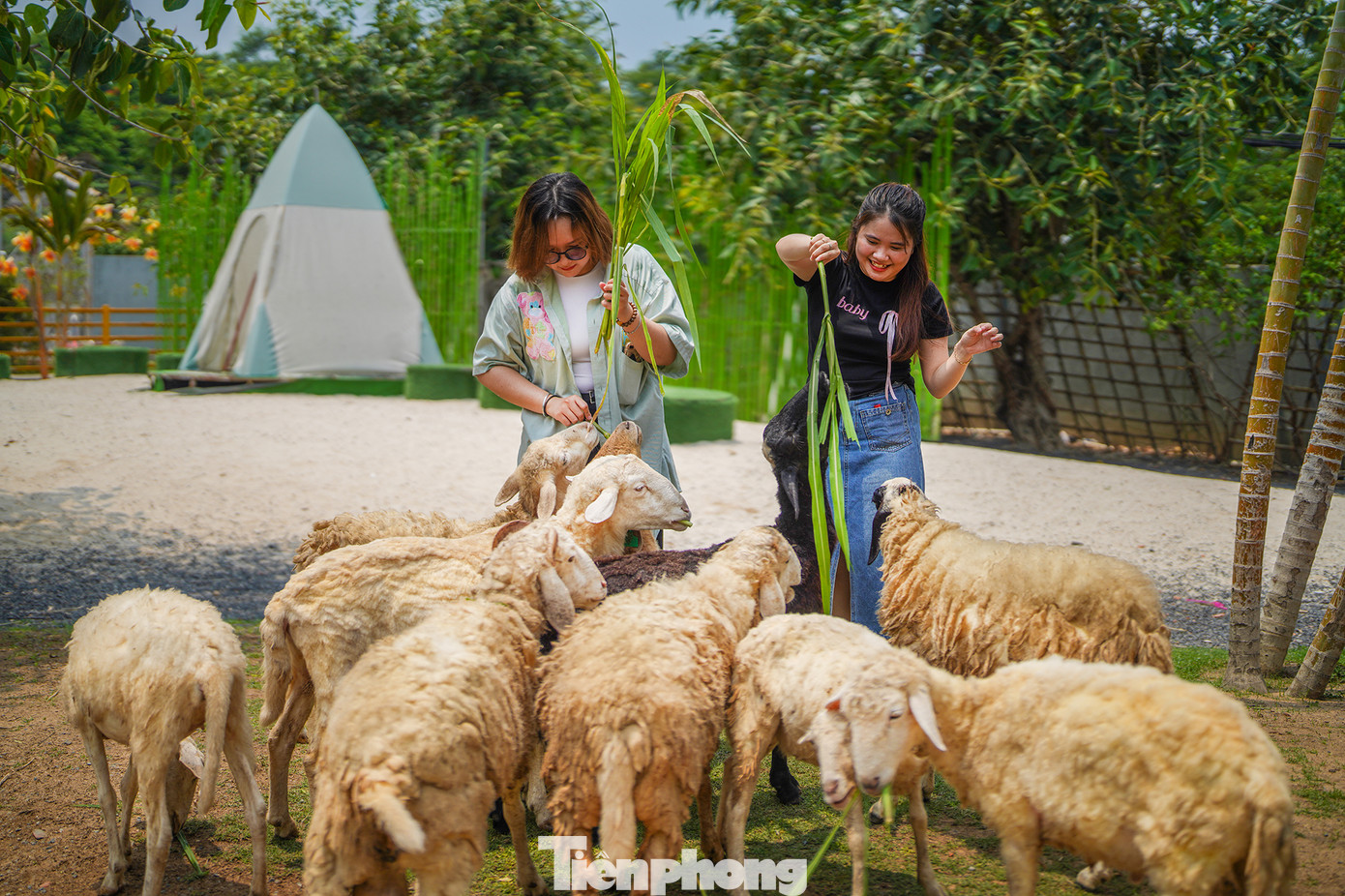 Kế bên vườn hoa Tuyết Sơn Phi Hồng là trang trại cừu. Trong trang trại có hơn 50 chú cừu khá thân thiện, nhất là khi du khách tham quan mang theo thức ăn.