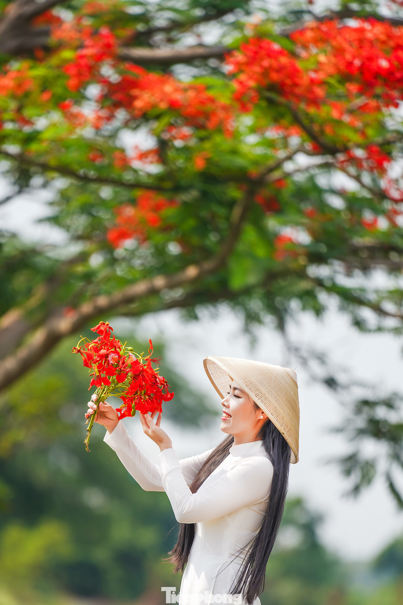 Bạn Nguyễn Thị Trúc Lan (ngụ quận 7, TPHCM), một người mẫu ảnh, cho biết mấy hôm nay, khi hình ảnh "cây phượng cô đơn" được chia sẻ rộng trên mạng xã hội cô cảm thấy háo hức nên đã tìm đến đây chụp ảnh, mặc dù cách nhà gần ba mươi km.