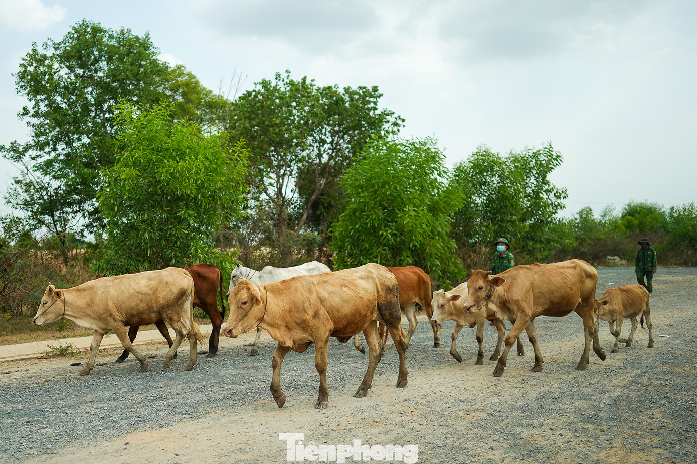 Một số khu vực là nơi chăn thả gia súc vì chưa có cư dân sinh sống.