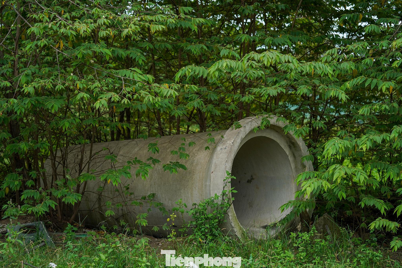 Đầu năm nay, TP Thủ Đức đã hoàn tất bồi thường, giao mặt bằng 334 trong tổng 468 hộ, với diện tích hơn 15,6ha đất cho dự án. Sở Tài nguyên Môi trường đã kiến nghị UBND TPHCM bổ sung 6 khu đất để thanh toán cho nhà đầu tư. Đầu năm nay, TP Thủ Đức đã hoàn tất bồi thường, giao mặt bằng 334 trong tổng 468 hộ, với diện tích hơn 15,6ha đất cho dự án. Sở Tài nguyên Môi trường đã kiến nghị UBND TPHCM bổ sung 6 khu đất để thanh toán cho nhà đầu tư.