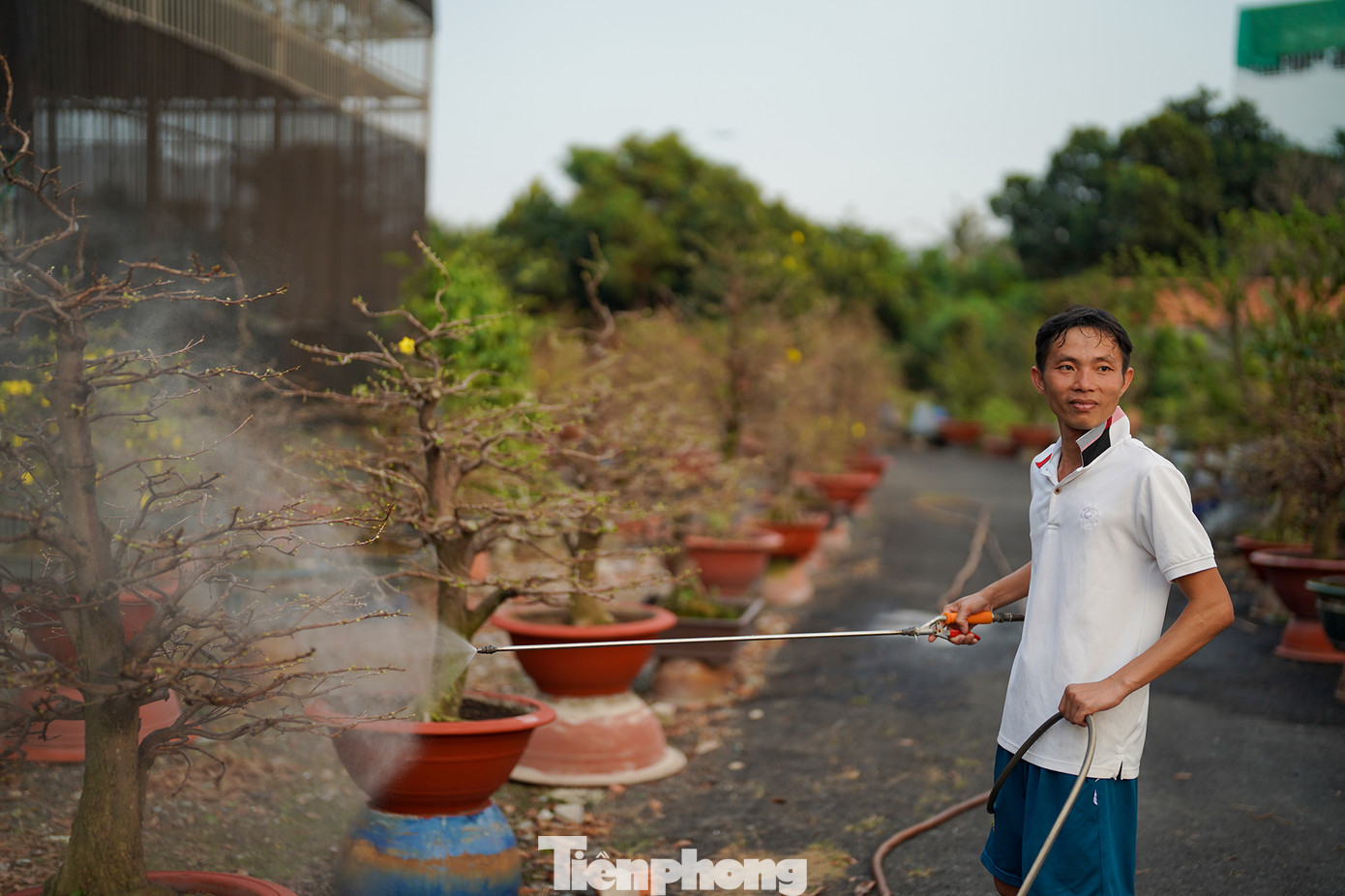 Anh Bùi Tiến Công, người nhiều năm trồng mai, chủ yếu là chăm sóc, tưới cây... cho hay, chăm sóc mai rất vất vả và đòi hỏi nhiều kinh nghiệm. Để mai ra hoa đúng dịp Tết Nguyên đán hoặc theo khách đặt thì phải nhìn thời tiết để tỉa lá, tưới nước. Cây nào nên kích bông, cây nào nên kìm lại... Anh Bùi Tiến Công, người nhiều năm trồng mai, chủ yếu là chăm sóc, tưới cây... cho hay, chăm sóc mai rất vất vả và đòi hỏi nhiều kinh nghiệm. Để mai ra hoa đúng dịp Tết Nguyên đán hoặc theo khách đặt thì phải nhìn thời tiết để tỉa lá, tưới nước. Cây nào nên kích bông, cây nào nên kìm lại...