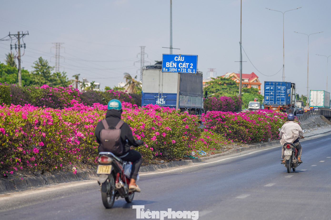 Cây hoa giấy dễ uốn thành và có khả năng thích nghi, chịu được điều kiện khắc nghiệt nên thường được trồng ở nhiều nơi trong đô thị và cả trên dải phân cách, vỉa hè.