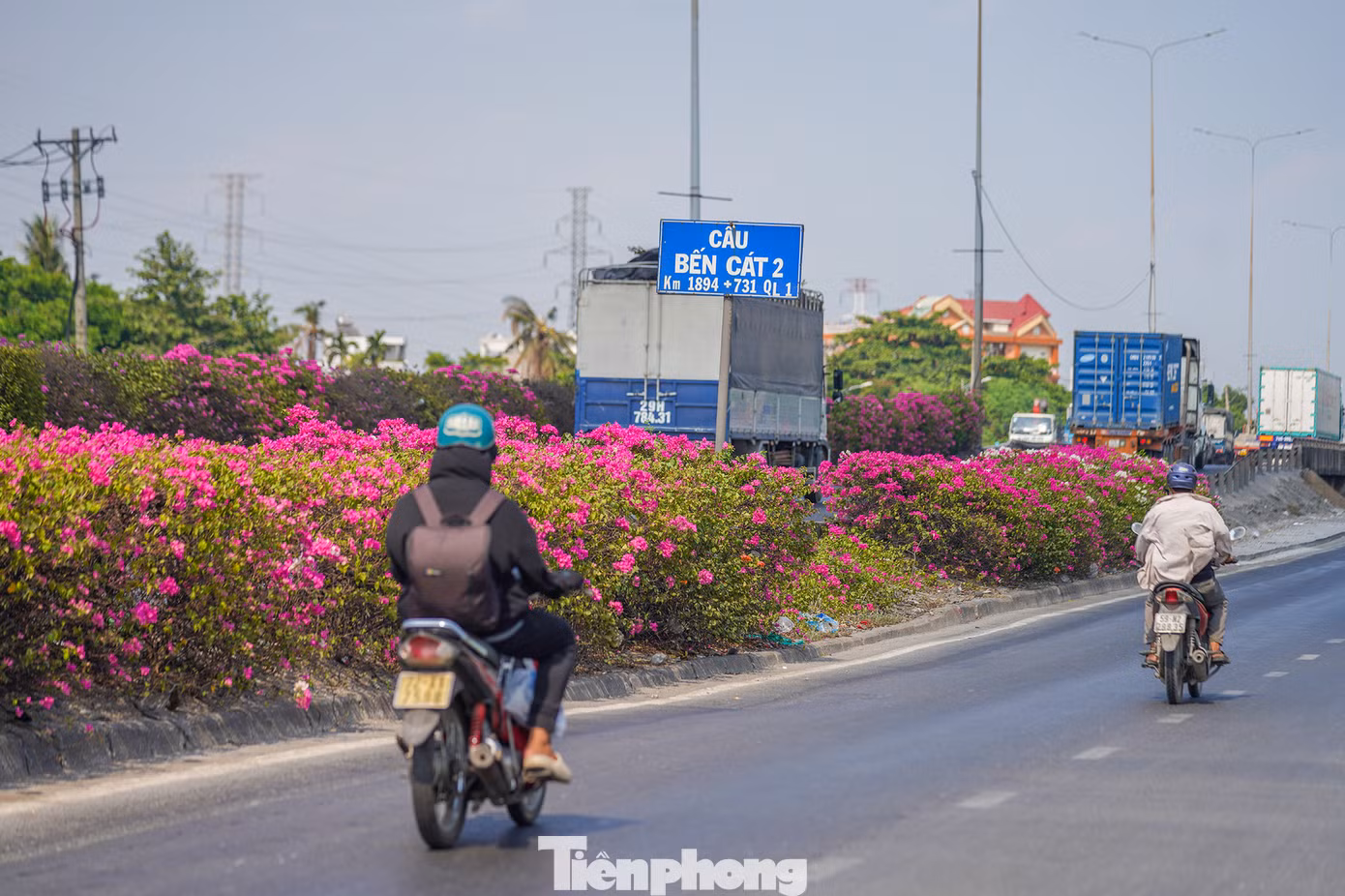 Cây hoa giấy dễ uốn thành và có khả năng thích nghi, chịu được điều kiện khắc nghiệt nên thường được trồng ở nhiều nơi trong đô thị và cả trên dải phân cách, vỉa hè.