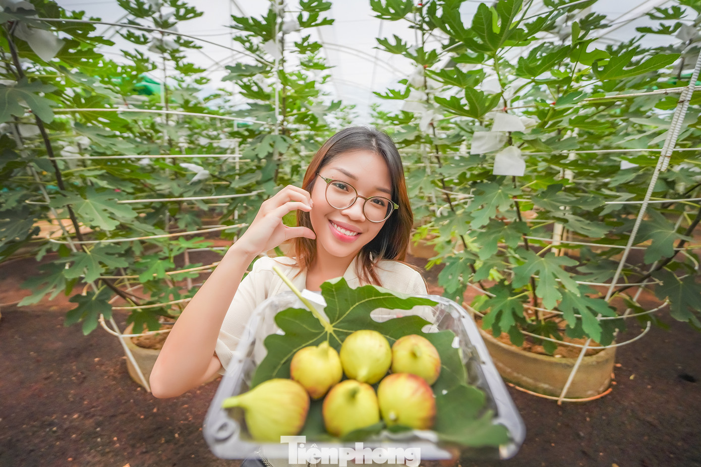 "Theo tìm hiểu, cây sung Mỹ lớn rất nhanh, cây bắt đầu kết trái chỉ sau khi trồng từ 6-8 tháng, từ khi có trái non tới khi thu hoạch là 4-5 tháng. Sung Mỹ chín có màu hồng tím, có lớp thịt dày, dẻo, nhiều mật, ăn có vị ngọt, mềm thơm tự nhiên. Loại quả này có nhiều lợi ích đối với sức khỏe... ", bạn Phạm Nguyễn Kiều Trang - sinh viên ĐH Văn Lang - cho biết.