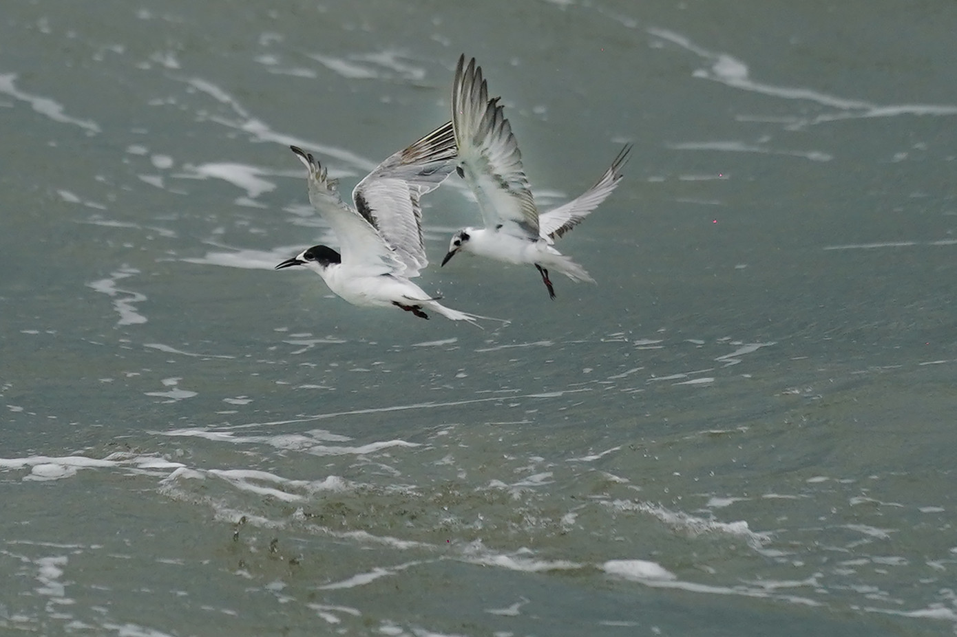 Một cảnh bắt cá ngoạn mục của nhạn biển. Để chiêm ngưỡng những chú nhạn biển chao liệng bắt cá, du khách có thể tham gia các tour du lịch bằng đường thủy, xuất phát từ TPHCM, Vũng Tàu, Tiền Giang... để đến Cần Giờ. Một cảnh bắt cá ngoạn mục của nhạn biển. Để chiêm ngưỡng những chú nhạn biển chao liệng bắt cá, du khách có thể tham gia các tour du lịch bằng đường thủy, xuất phát từ TPHCM, Vũng Tàu, Tiền Giang... để đến Cần Giờ.