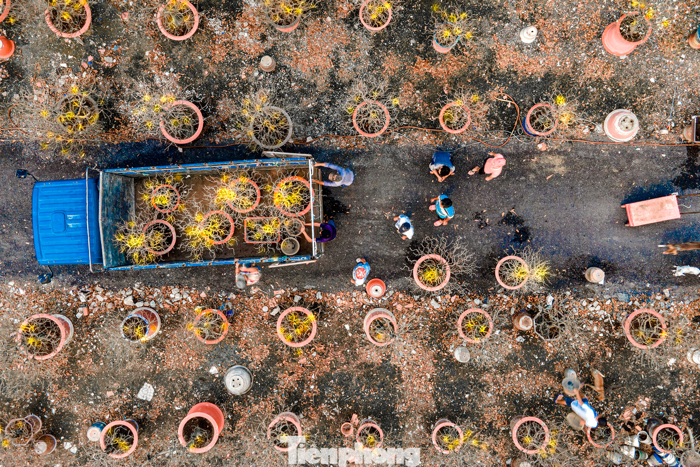 Các chủ vườn sau khi đã chăm sóc, tỉa tót cành lá tỉ mỉ bắt đầu cho xe tải vận chuyển mai vàng ra các ngã đường để chào bán cho người có nhu cầu mua về chưng Tết Quý Mão 2023. Các chủ vườn sau khi đã chăm sóc, tỉa tót cành lá tỉ mỉ bắt đầu cho xe tải vận chuyển mai vàng ra các ngã đường để chào bán cho người có nhu cầu mua về chưng Tết Quý Mão 2023.