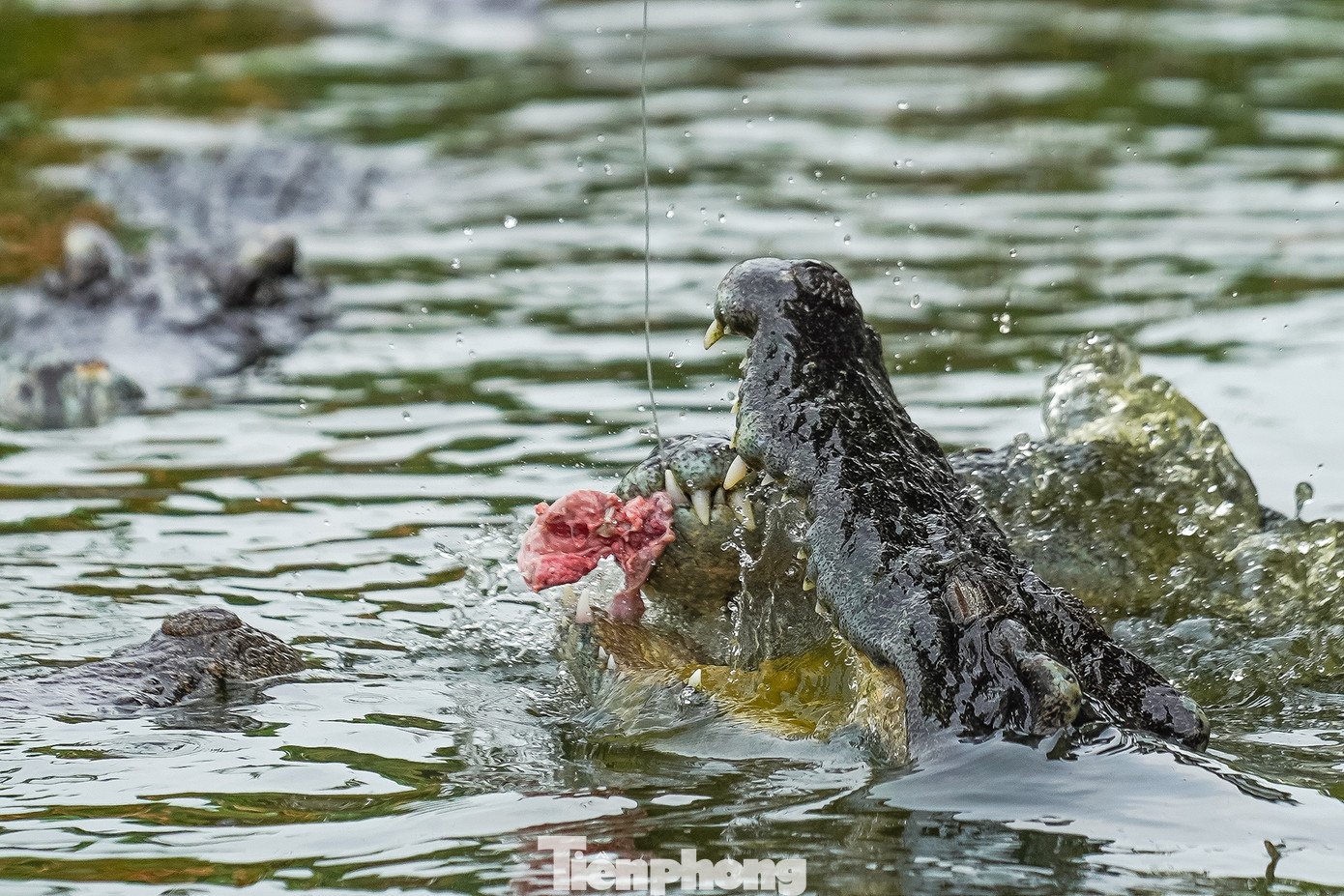Những con cá sấu há miệng chờ mồi là hình ảnh vừa phấn khích xen lẫn sợ hãi, thu hút nhiều lượt khách trải nghiệm, nhất là vào những dịp lễ, Tết.