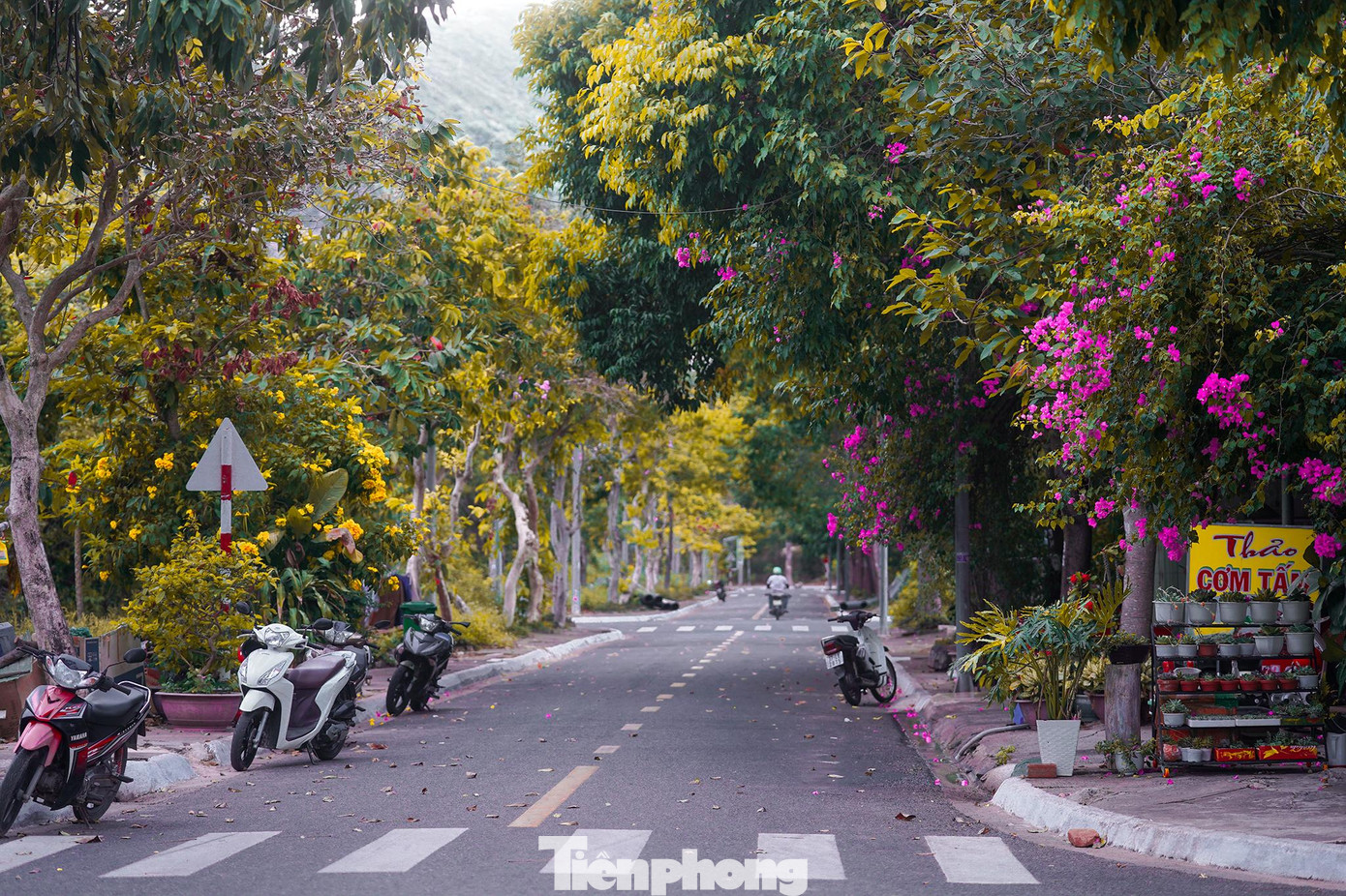 Hoa giấy và hoa bọ cạp vàng đua sắc. Hoa giấy và hoa bọ cạp vàng đua sắc.