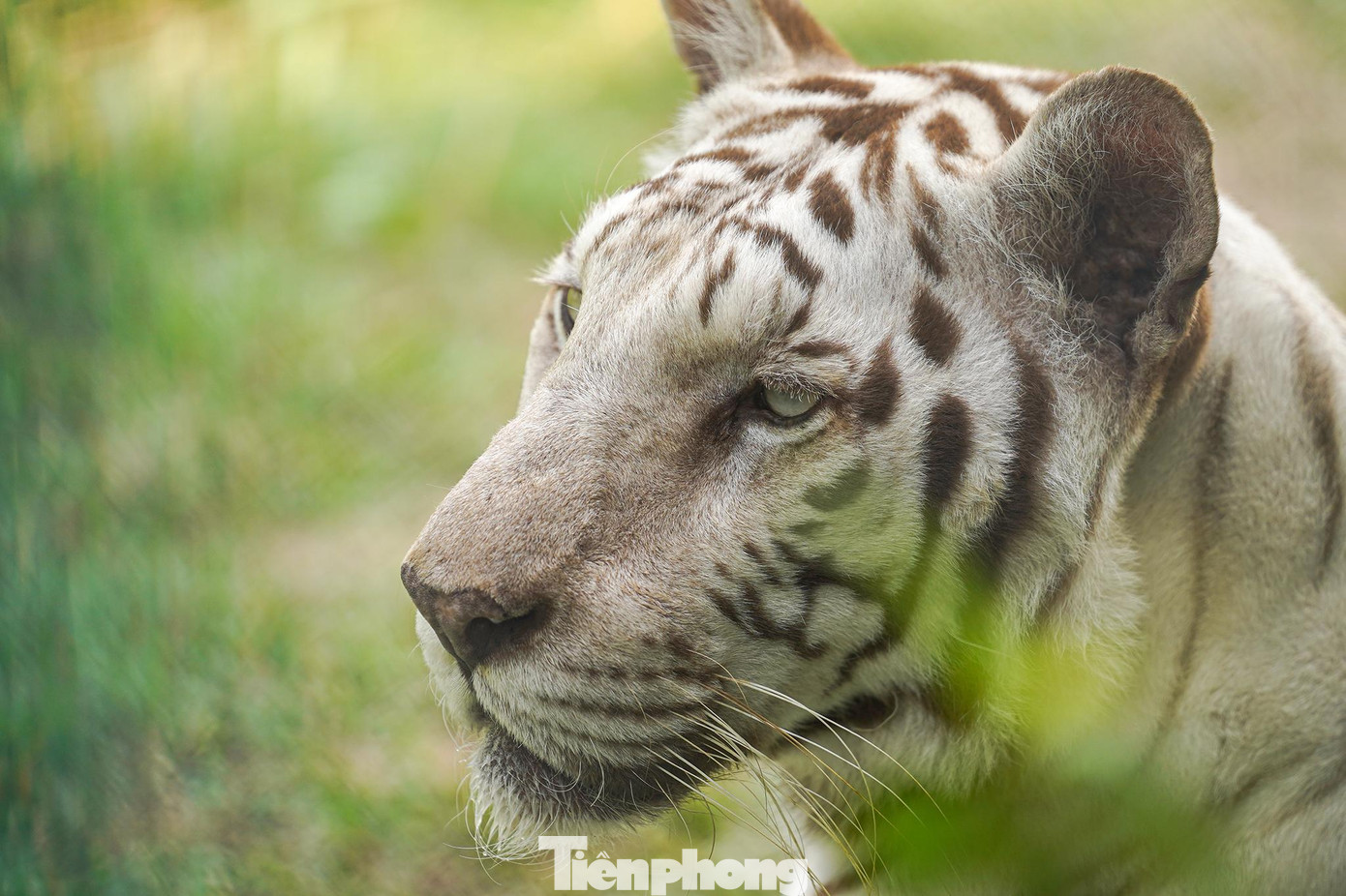 Vườn thú cũng có 2 cá thể hổ trắng, một dòng đột biến của hổ.