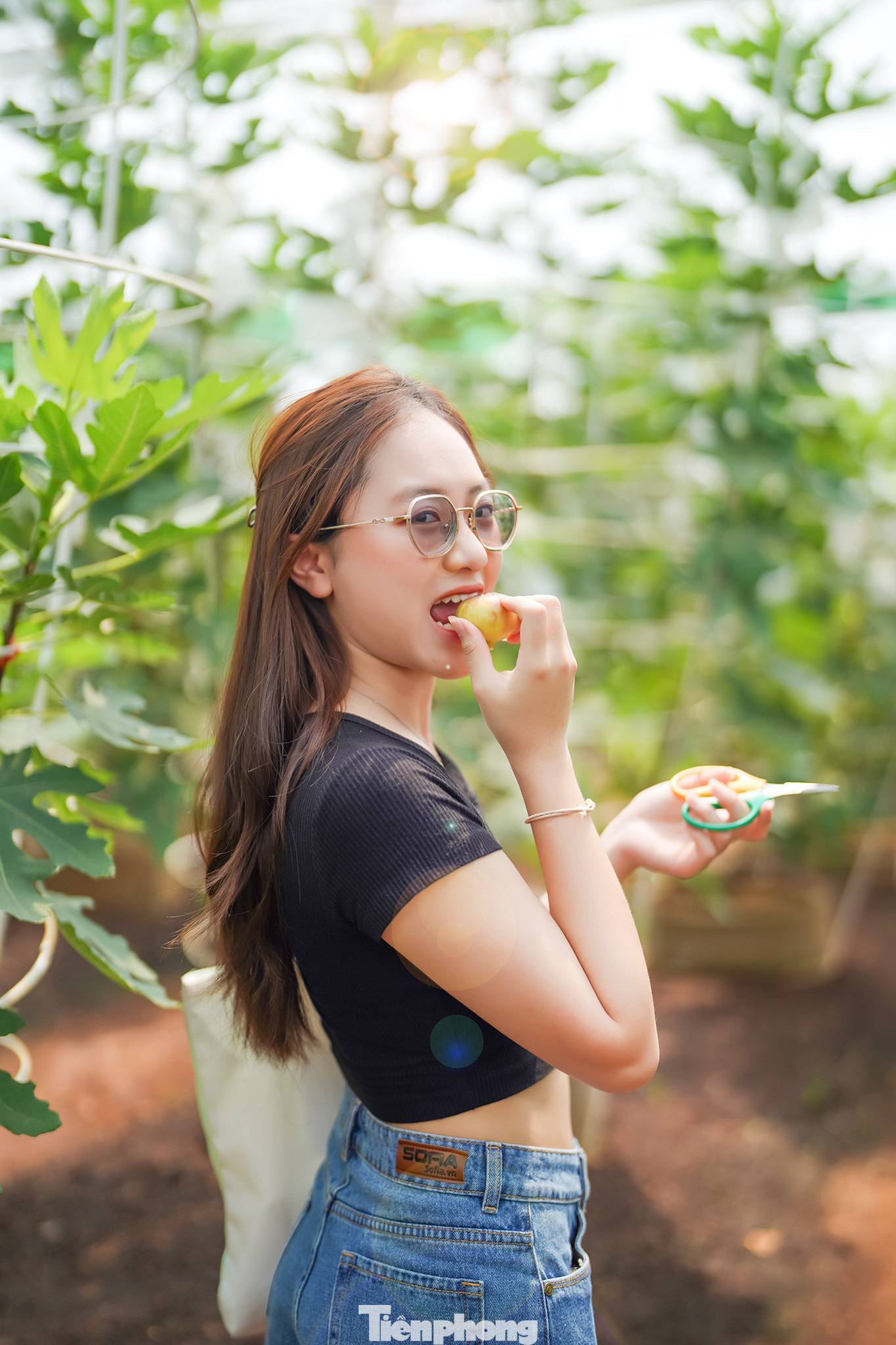 "Tôi thấy sung Mỹ được canh tác trong nhà màng khá an toàn, hạn chế sự xâm nhập của sinh vật gây hại. Quá trình canh tác sử dụng phân hữu cơ vi sinh kết hợp hệ thống tưới nhỏ giọt sát gốc vì đây là loại cây ưa ẩm nhưng không chịu nước trên lá, tưới phun trên lá dễ dẫn đến nấm bệnh. Nghe nhân viên chăm cây thuyết trình rằng có thể sẽ thấy sâu trên cây vì không dùng phân, thuốc nên tôi tự tin ăn thử ngay tại vườn luôn", bạn Nguyên Kiều, sinh viên trường ĐH FPT chia sẻ.