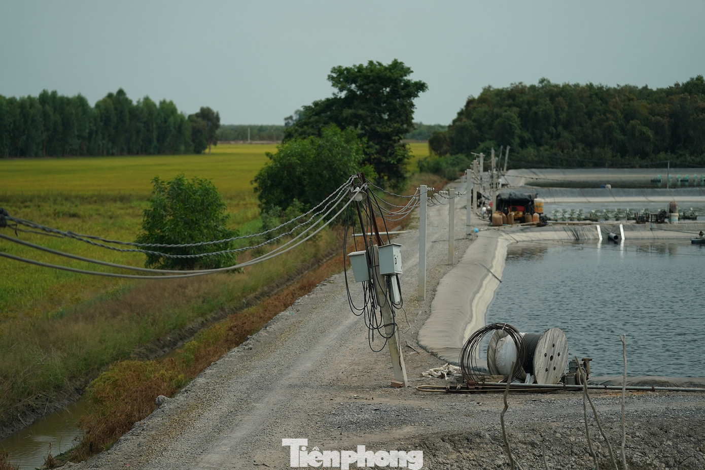 "Bây giờ chỉ khoanh vùng diện tích ao tôm, yêu cầu địa phương không để dân phát triển diện tích để theo dõi tác động môi trường. Chúng tôi băn khoăn một điều, nếu điều kiện đặc thù nên chăng nghiên cứu để quản lý chặt chẽ hơn là mình cấm dân làm giàu vì thực tế vùng này dân họ đầu tư bài bản. Tuy nhiên nếu không chặt chẽ thì mình sẽ có lỗi với tương lai vì hủy hoại môi trường", một chuyên viên chuyên môn của Sở NN&PTNT cho biết. "Bây giờ chỉ khoanh vùng diện tích ao tôm, yêu cầu địa phương không để dân phát triển diện tích để theo dõi tác động môi trường. Chúng tôi băn khoăn một điều, nếu điều kiện đặc thù nên chăng nghiên cứu để quản lý chặt chẽ hơn là mình cấm dân làm giàu vì thực tế vùng này dân họ đầu tư bài bản. Tuy nhiên nếu không chặt chẽ thì mình sẽ có lỗi với tương lai vì hủy hoại môi trường", một chuyên viên chuyên môn của Sở NN&PTNT cho biết.