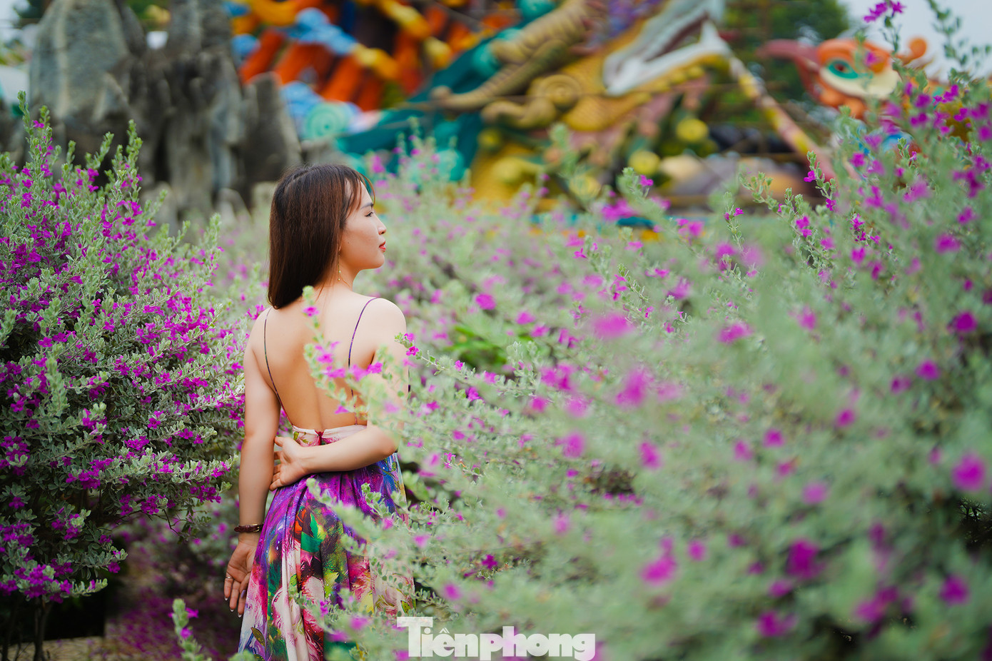 Hai du khách nữ đang tạo dáng cùng những khóm hoa đang bung cánh khoe sắc. Đại diện KDL Suối Tiên cho biết, hoa nở liên tục vào mùa thu và mùa xuân, mỗi đợt cách nhau khoảng 3 tháng. Tuy nhiên, mỗi đợt hoa nở chỉ kéo dài từ 10 - 12 ngày.