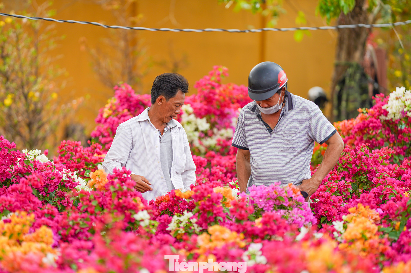 Từ trưa, BTC chợ hoa KCN Vĩnh Lộc đã cắt điện nước nhưng vẫn tạo điều kiện cho nhà vườn ở lại bán, không đòi mặt bằng.